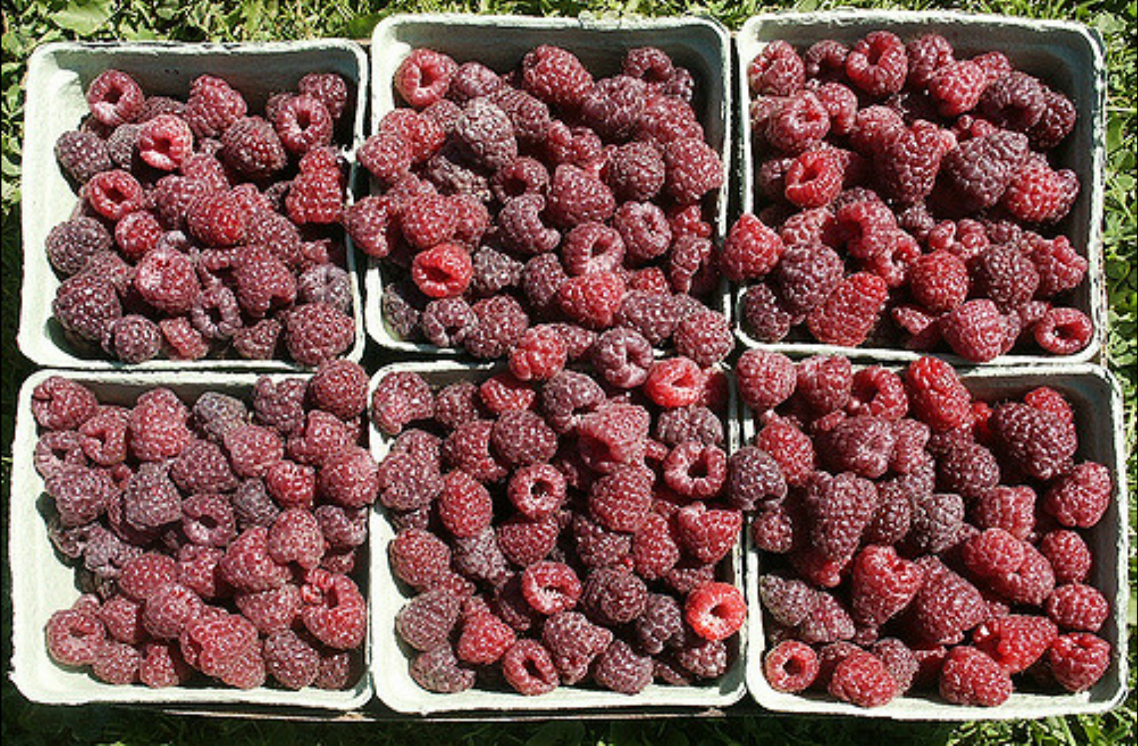 Raspberries