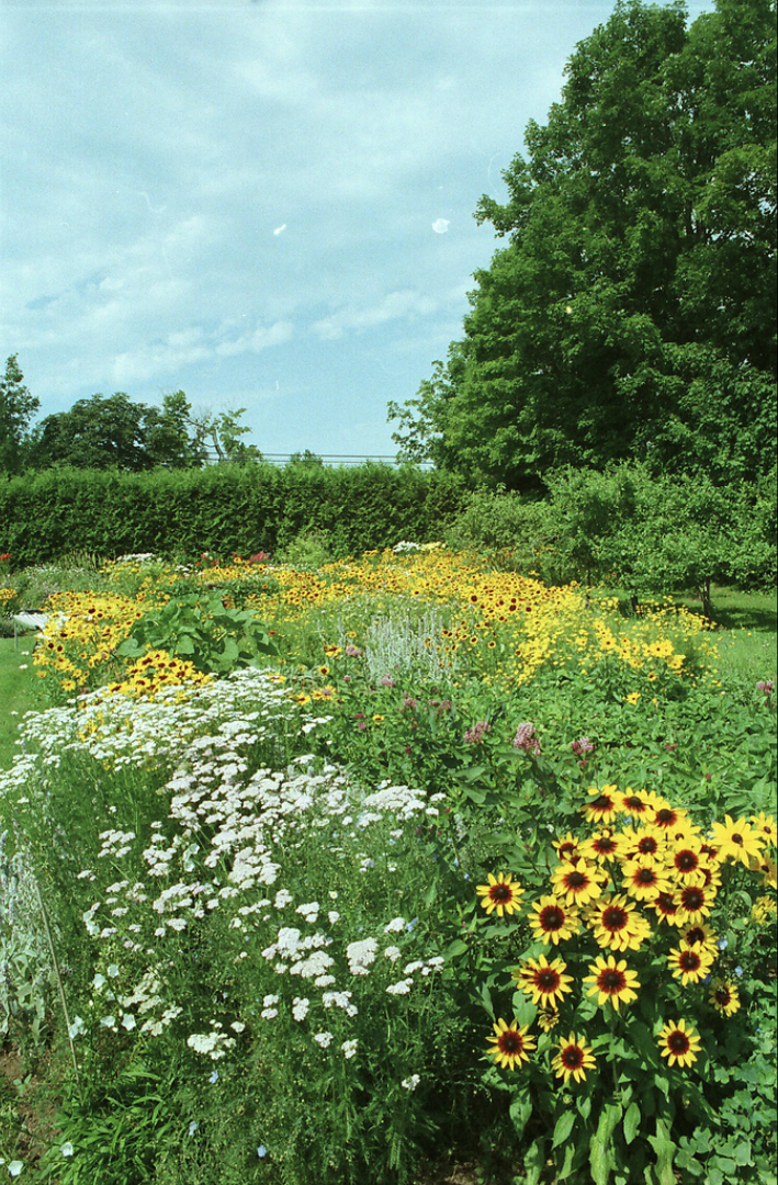 Field of flowers